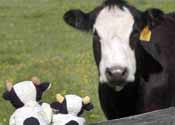 Fun Cow
Photos